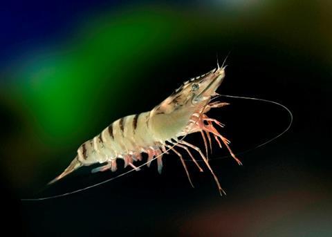 Fredag has added the Black Tiger Shrimp to its FOS range