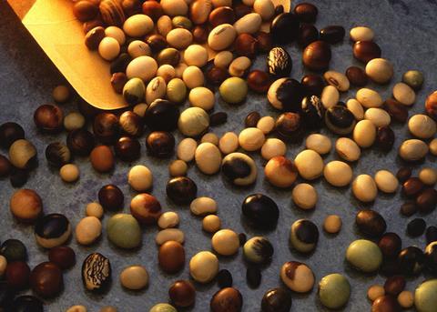 Soya varieties Credit: USDA