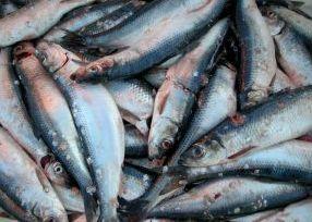 A WTO panel has been established in the dispute between the Faroe Islands and the European Union. Credit: Atle Grimsby/CC-BY-2.0