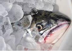 Oceana calls for a management plan for endangered Baltic salmon