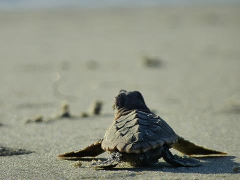 Conservation groups said that shrimp trawlers operating in the southeast United States capture and kill over 53,000 endangered sea turtles each year Photo: Becky Skiba / USFWS