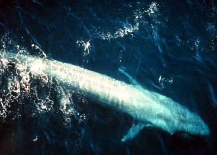 The new MPA is an important feeding and nursing ground for the blue whale, the world's largest mammal Photo: NOAA