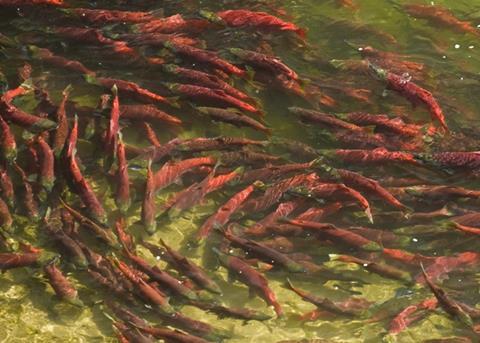 The Pebble Mine would pose a risk to Alaska's wild salmon. Photo: Ben Knight