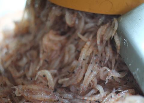 Tharos’ oil extraction technology has developed beyond krill