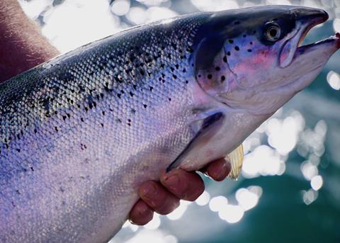 Farmed salmon
