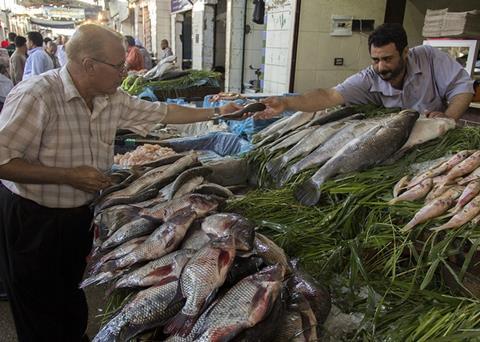 Swiss project STREAMS hopes to boost the Egyptian aquaculture industry