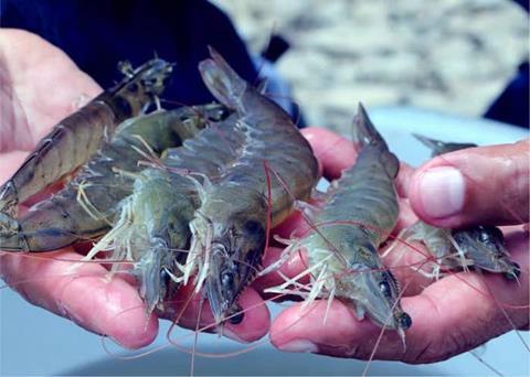 Farmed shrimp