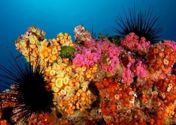 Chile's seamounts are home to abundant coral reefs and marine life Photo: Oceana/Eduardo Sorenson