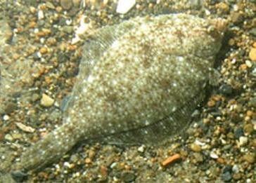 The yellowtail flounder Photo: NOAA