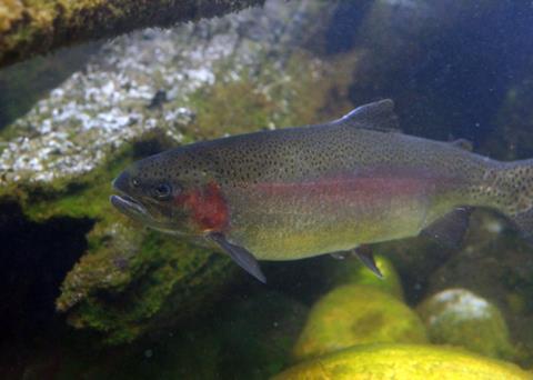 Fatty fish like rainbow trout can boost good cholesterol levels. Photo: Gerick Bergsma 2010/Marine Photobank