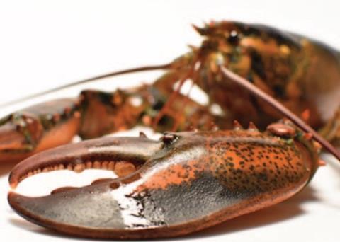 American lobsters potentially pose a threat to European lobsters Photo: Marine Scotland