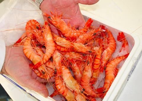ASC shrimp gains GSSI recognition