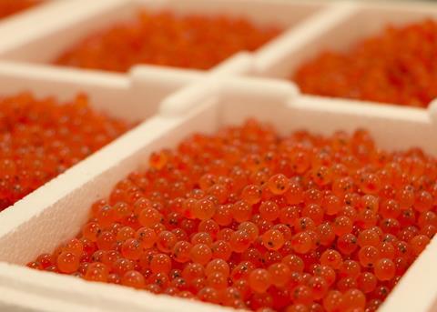 Genetic markers have been found in salmon fry which show resistance to bacterial infection Photo: SAIC