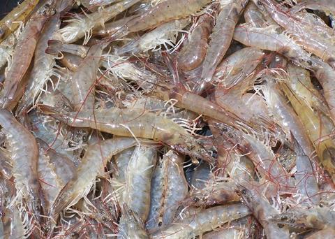Farmed shrimp. Credit: Philip Chou/SeaWeb/Marine Photobank