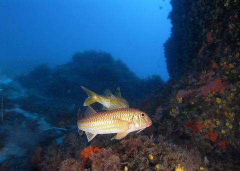 Red mullet - Oceana accuses the EU of passivity in its commitment to end overfishing in the Mediterranean