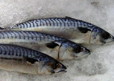Mackerel