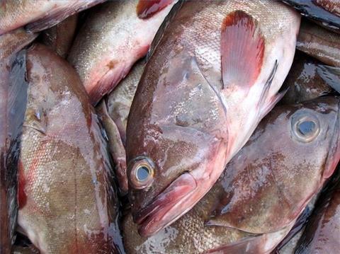 Consumers beware – your grouper may in fact be king mackerel