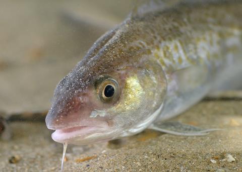 A 5% increase in the North Sea cod quota has been agreed. Credit: Hans Hillewaert/CC BY-SA 3.0