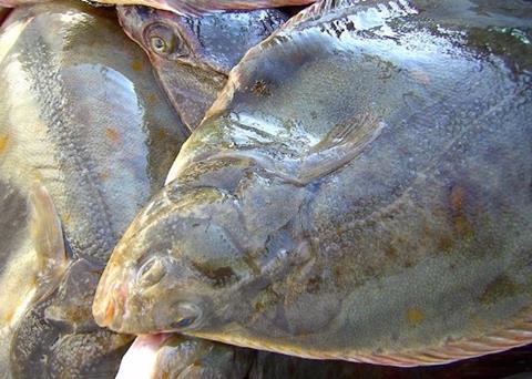 Europêche said that recreational fisheries should not be covered by the new plan