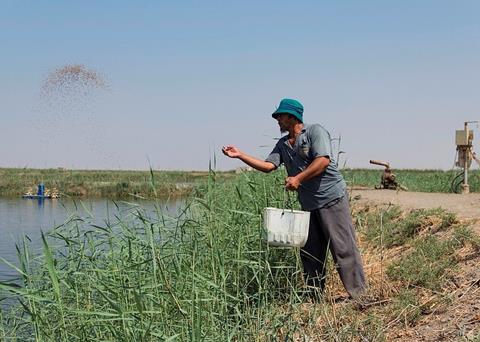 The training videos aim to strengthen Egypt's aquaculture industry. Photo: Samuel Stacey/WorldFish