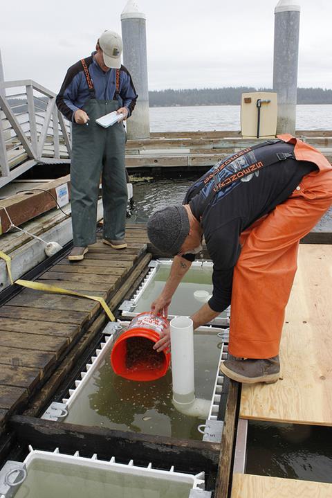 Kelly and Harrell keep track of how much seed is going into each of the eight containers within the FLUPSY