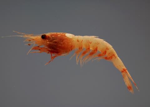 The modules have been designed to help the global shrimp farming industry better manage EMS. Credit: SEFSC Pascagoula Laboratory; Collection of Brandi Noble, NOAA/NMFS/SEFSC