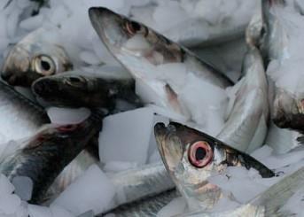 The SAM is proving popular with fishermen looking to better manage fisheries