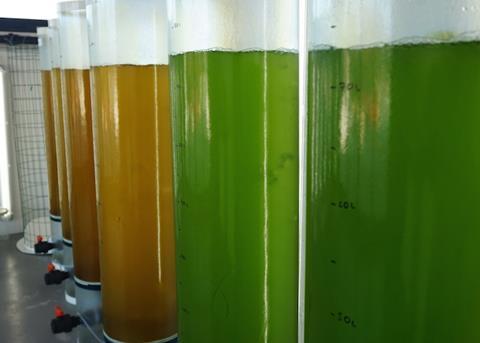 Planned project activities include the setting up of a trans-national collection of new strains of fast-growing microalgae