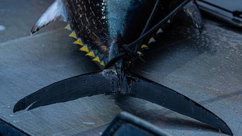 Pacific bluefin tuna