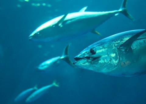 Progress on yellowfin – but more is needed