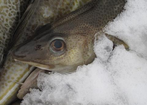 Cod quota cut recommended