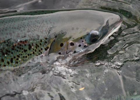 The IHN virus was detected at Mainstream Canada's Millar Channel farm. Credt: Mainstream Canada