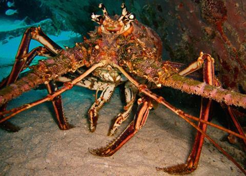 Spiny lobster. Credit: Becky A. Dayhuff/NOAA