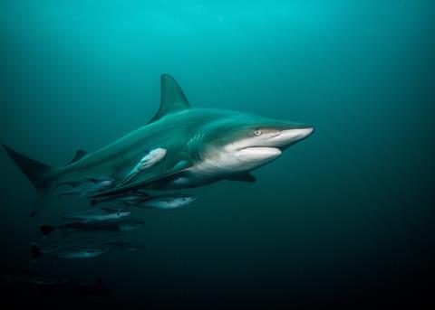 NOAA is against restricting the sale of shark fins Credit: Getty Images