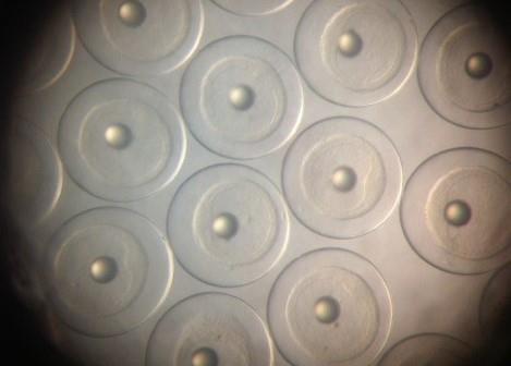 For each species, oil exposures caused serious defects in heart development and abnormalities in cardiac function. Photo: University of Miami