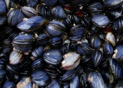 The Exmouth Mussel Company has achieved MSC certification