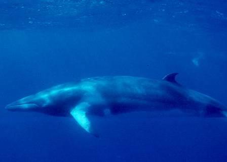 Japan has killed around 3,600 minke whales since 2005 under JARPA II. Credit: NOAA