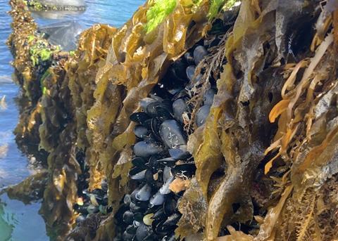 Mussel meal is rich in protein and micro-nutrients Photo: Green Blue Health