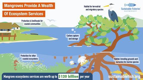 The_importance_of_mangoves