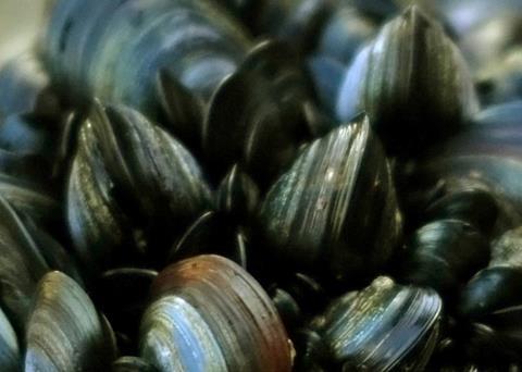 Green Seafoods' facility produces value-added blue mussels