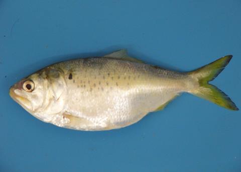 The menhaden. whose reproductive success is thought to be influenced primarily by climatic cycles