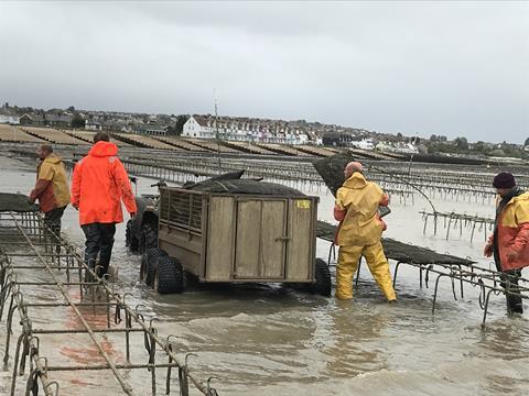 Whitstable oyster farming