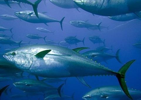 Yellowfin tuna in the Indian Ocean are said to be in decline