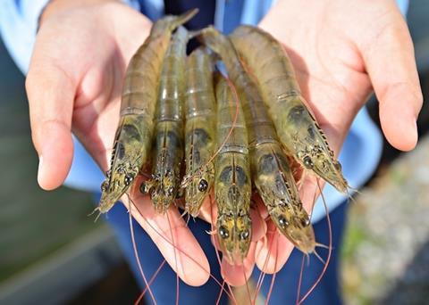 AQUAVI ProPond is a new product to help keep shrimp healthy Photo: Evonik