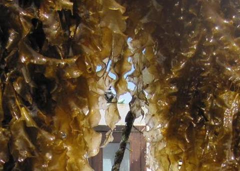 The Seaweed Standard is open for public consultation