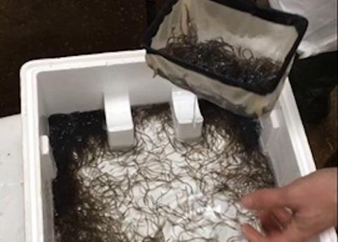 Gilbert Khoo has been found guilty of eel smuggling Photo: Cefas