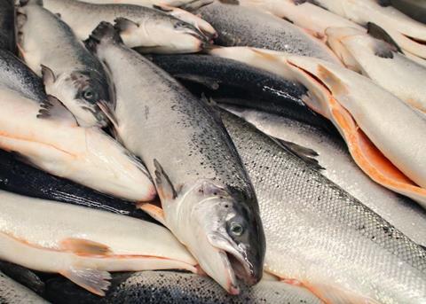 Salmon producers have faced environmental challenges in late 2019 Photo: SSPO