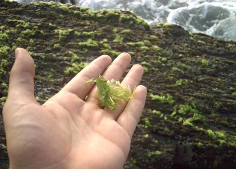 The MSC is expanding its sustainability standard to include seaweed. Credit: Wilfredo R Rodriguez H/CC-BY-SA-2.5