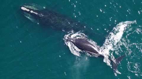 Right whale