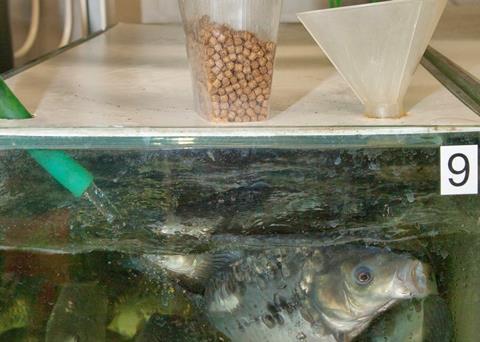 The ARRANIA project has made progress in finding fish feed alternatives